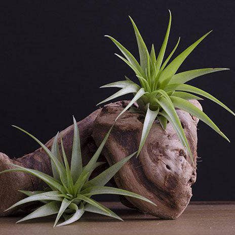 Tillandsia Brach Multiflora | Live Air Plant