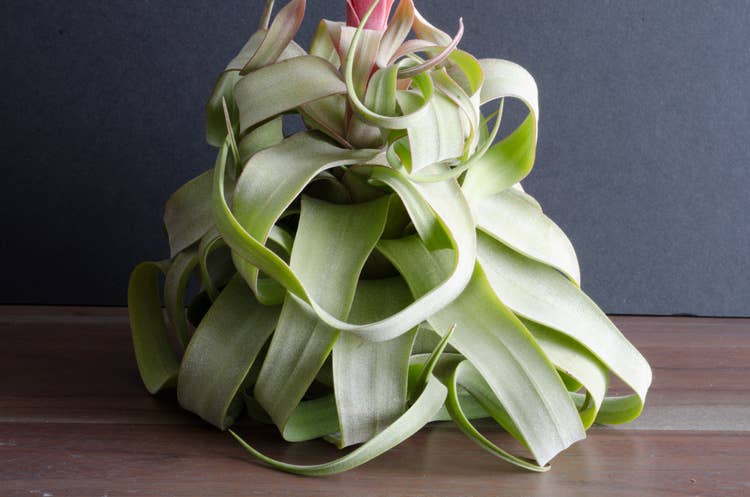 Tillandsia Streptophylla