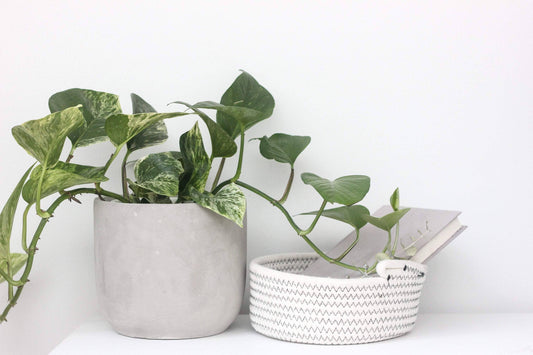 Round Concrete Indoor Planter Pot: 5"