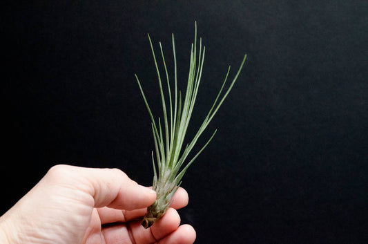Tillandsia Juncifolia | Live Air Plant, Air Plants