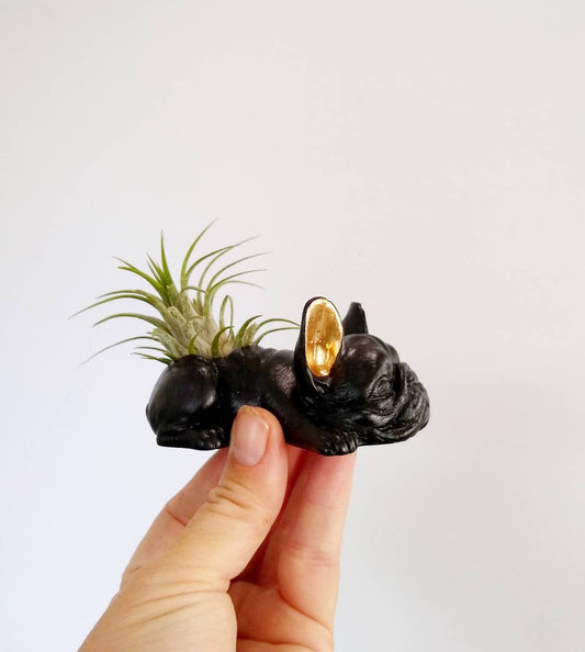 Concrete Frenchie Air Plant Holder