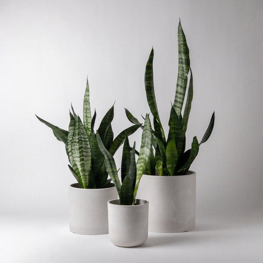 Signature Stone Planters Pots 4” no saucer