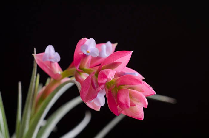 Tillandsia Leonamiana Stricta | Live Air Plant