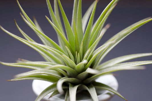 Tillandsia Espinosae - Air Plants