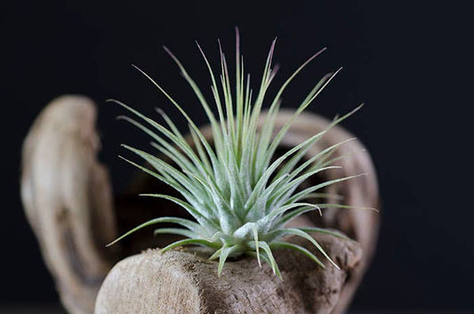 LG Tillandsia Ionantha  - Guatemala | Live Air Plant