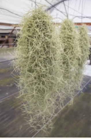 Usneoides Silver Sage