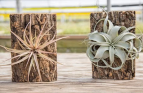 Mountable Cork Displays