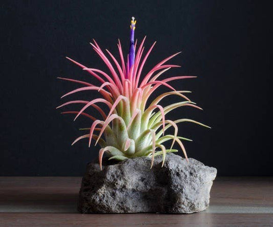 Tillandsia Ionantha Rubra | Live Air Plant