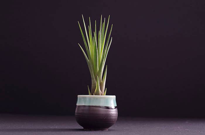 Tillandsia Tricolor - Melanocrater | Live Air Plant