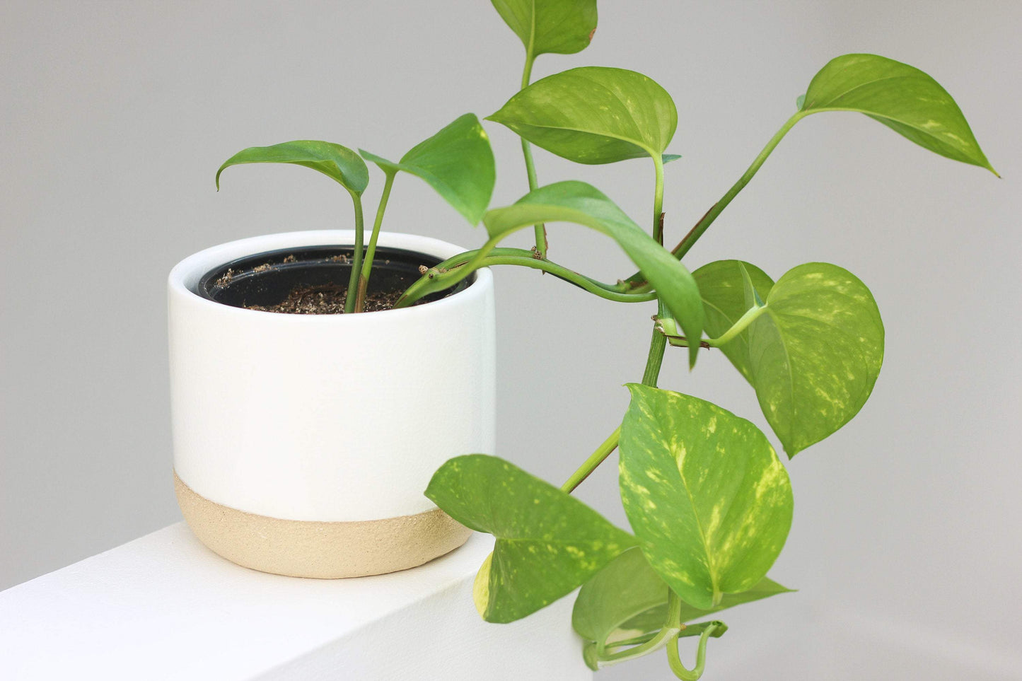 Ceramic Planter Pot White on Beige