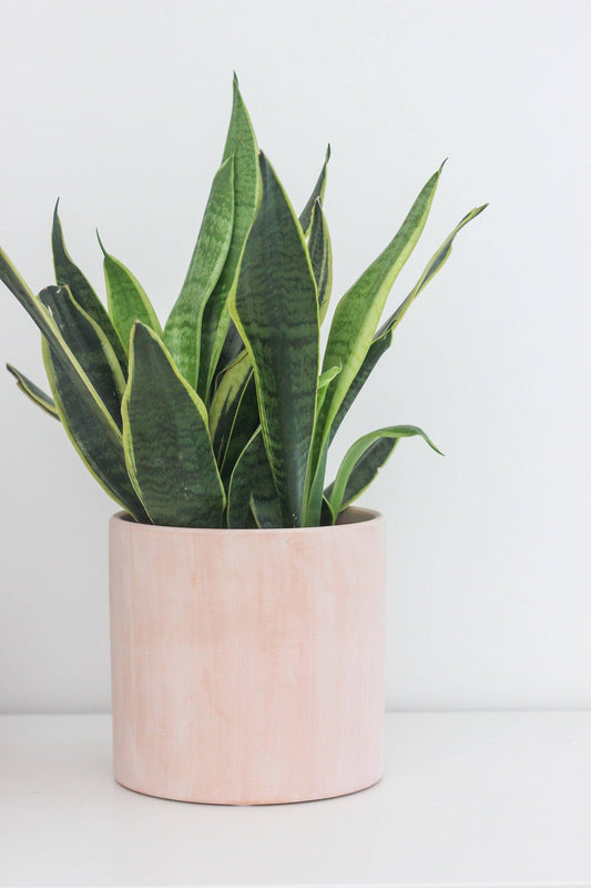 Terracotta Blush Pink Cylinder Planter 7"