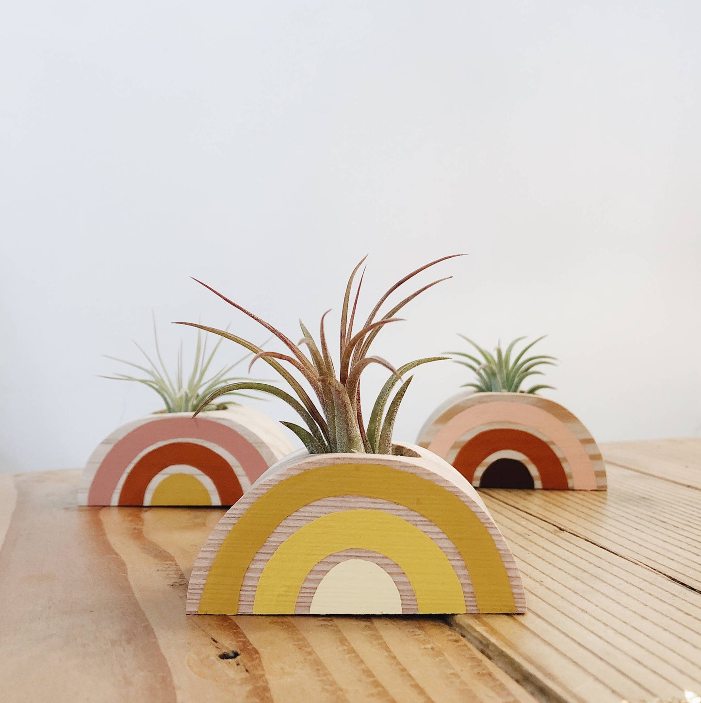 Rainbow Air Plant Holder (PLANT INCLUDED)