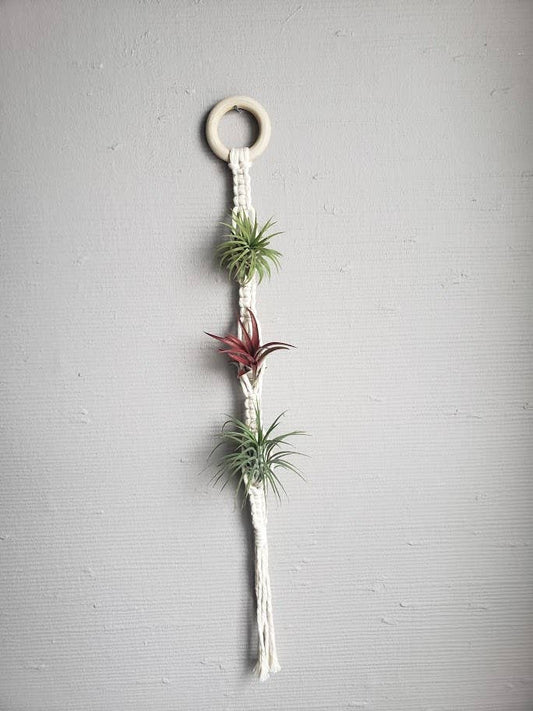 Air Plant Hanger Triple - White