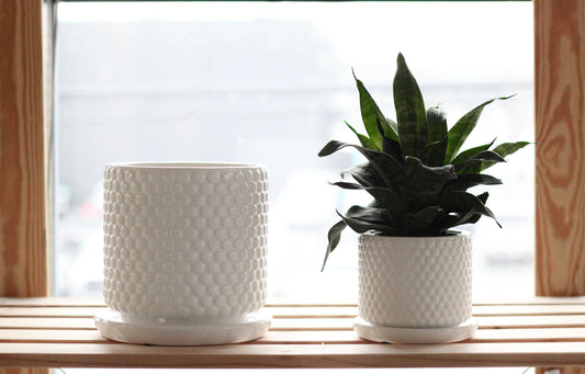 Bubble Textured Plant Pots in White Ceramic With Saucer for