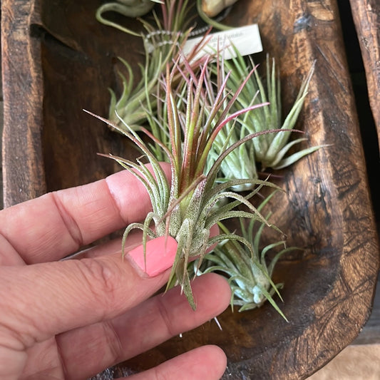 Ionantha fuego